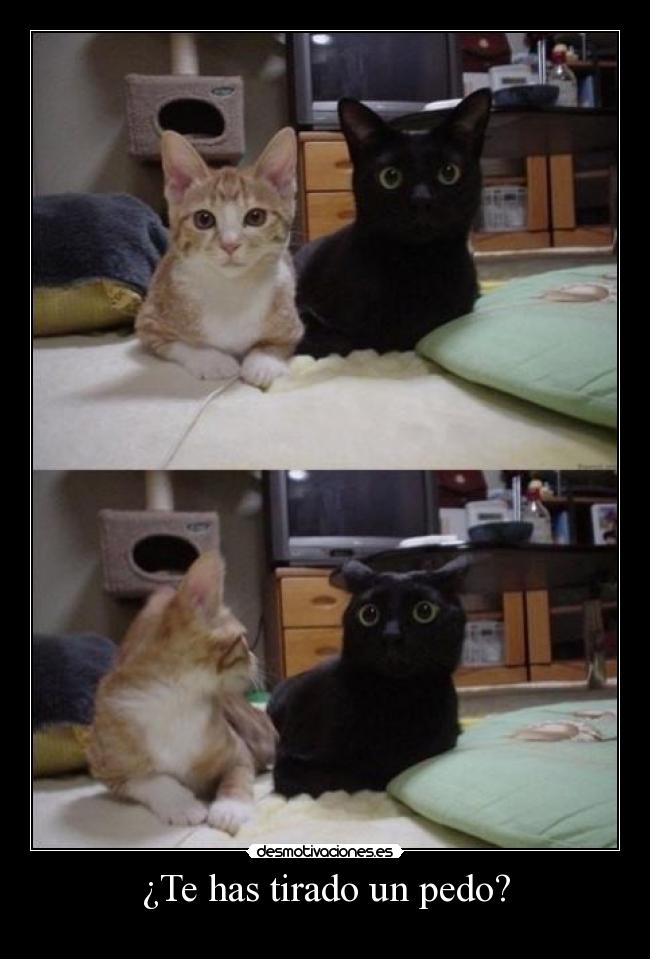 ¿Te has tirado un pedo? - 