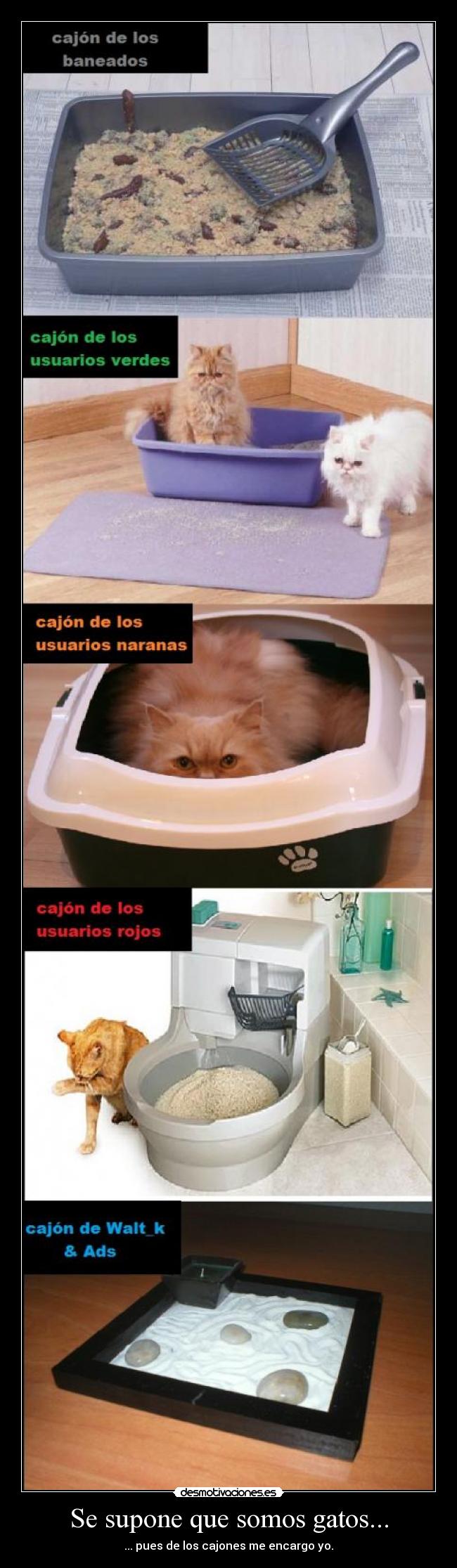Se supone que somos gatos... -