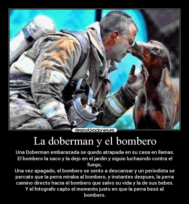 La doberman y el bombero - Una Doberman embarazada se quedo atrapada en su casa en llamas.
El bombero la saco y la dejo en el jardin y siguio luchasndo contra el
fuego,
Una vez apagado, el bombero se sento a descansar y un periodista se
percato que la perra miraba al bombero, y instantes despues, la perra
camino directo hacia el bombero que salvo su vida y la de sus bebes.
Y el fotografo capto el momento justo en que la perra besó al
bombero.