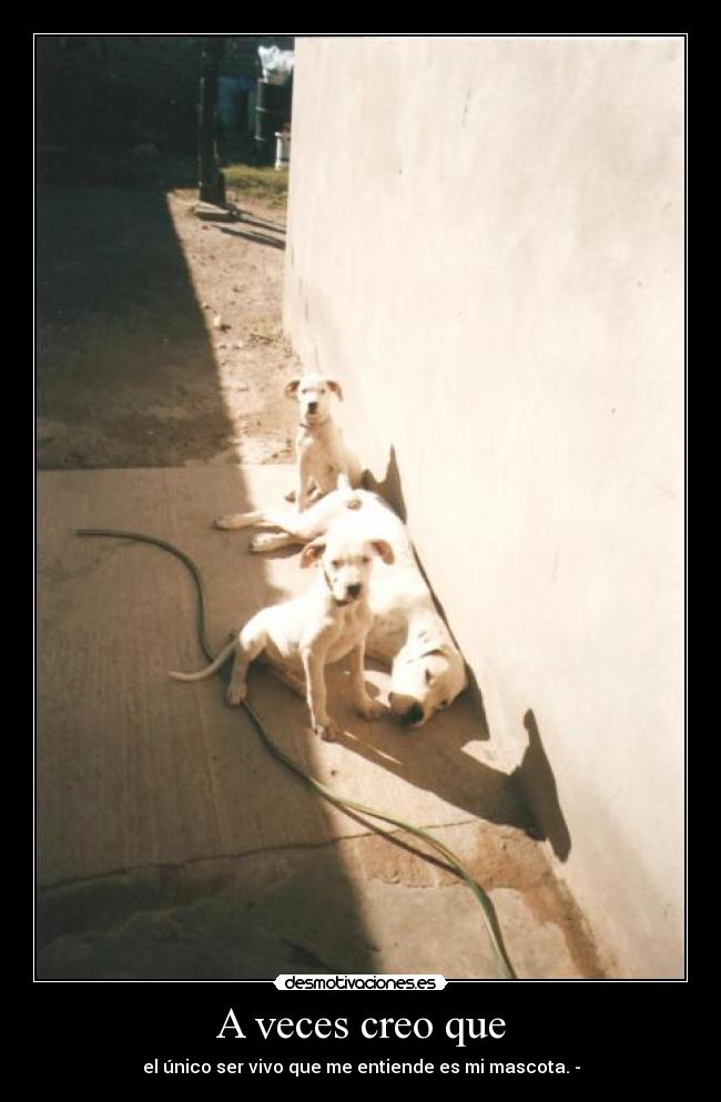 A veces creo que - el único ser vivo que me entiende es mi mascota. -