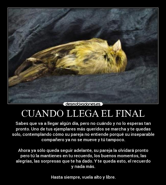 CUANDO LLEGA EL FINAL - Sabes que va a llegar algún día, pero no cuándo y no lo esperas tan
pronto. Uno de tus ejemplares más queridos se marcha y te quedas
solo, contemplando cómo su pareja no entiende porqué su inseparable
compañero ya no se mueve y tú tampoco.
Ahora ya sólo queda seguir adelante, su pareja la olvidará pronto
pero tú la mantienes en tu recuerdo, los buenos momentos, las
alegrías, las sorpresas que te ha dado. Y te queda esto, el recuerdo
y nada más.
Hasta siempre, vuela alto y libre.