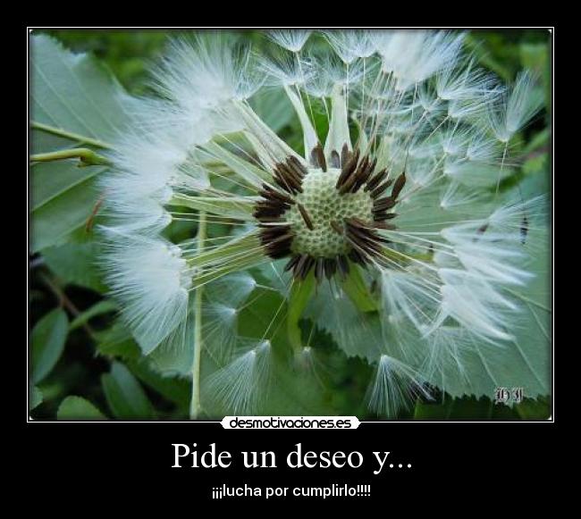 Pide un deseo y... - ¡¡¡lucha por cumplirlo!!!!