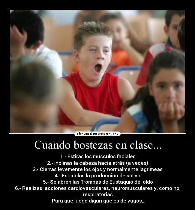 Cuando bostezas en clase... - 1.- Estiras los músculos faciales
2.- Inclinas la cabeza hacia atrás (a veces)
3.- Cierras levemente los ojos y normalmente lagrimeas
4.- Estimulas la producción de saliva
5.- Se abren las Trompas de Eustaquio del oído
6.- Realizas  acciones cardiovasculares, neuromusculares y, como no, respiratorias
-Para que luego digan que es de vagos...