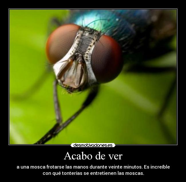 Acabo de ver - a una mosca frotarse las manos durante veinte minutos. Es increíble
con qué tonterías se entretienen las moscas.