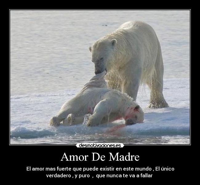 Amor De Madre -