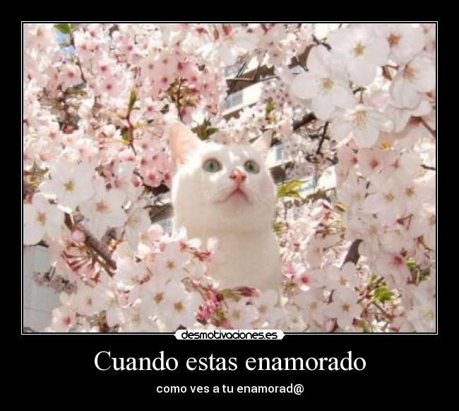 Cuando estas enamorado -