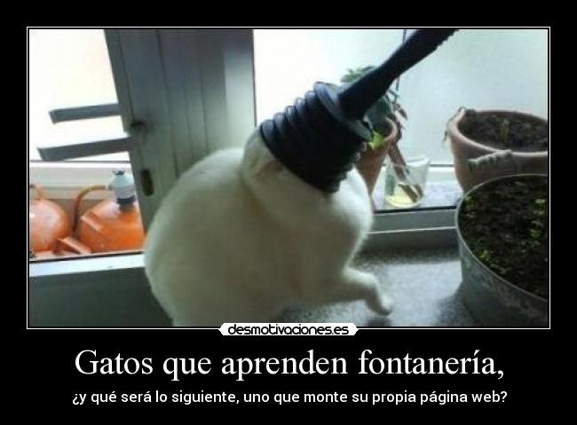 Gatos que aprenden fontanería, - 