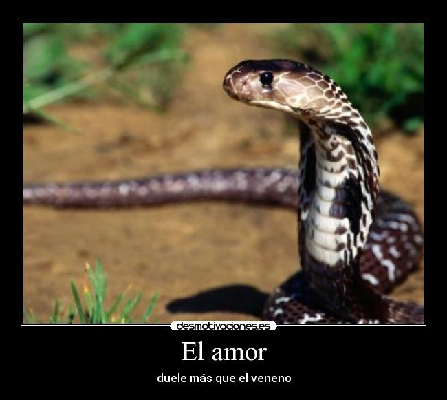 El amor - 
