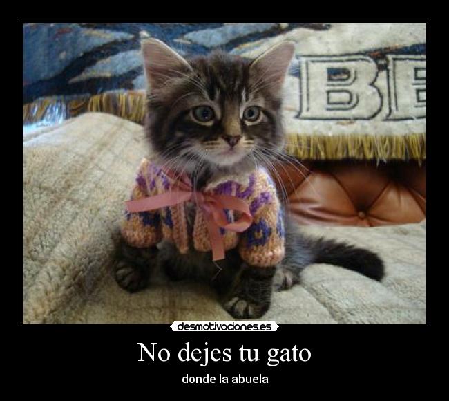 No dejes tu gato -