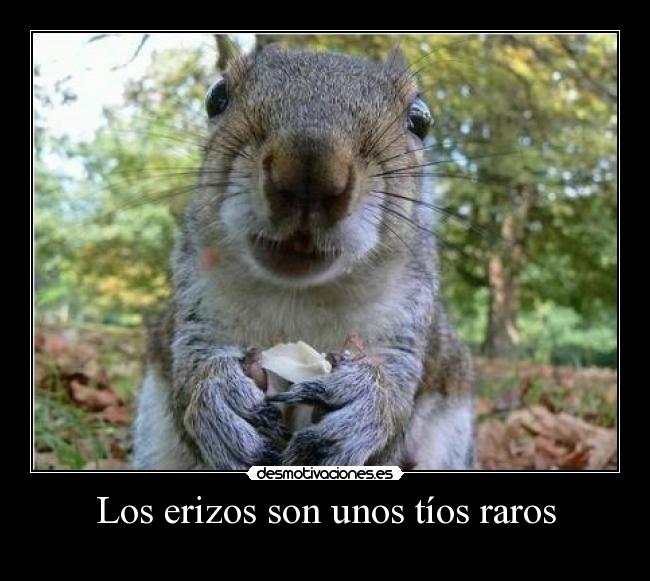 Los erizos son unos tíos raros - 