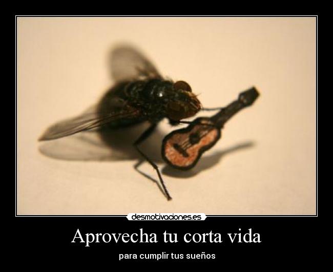 Aprovecha tu corta vida - 