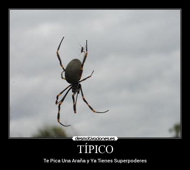 TÍPICO - Te Pica Una Araña y Ya Tienes Superpoderes