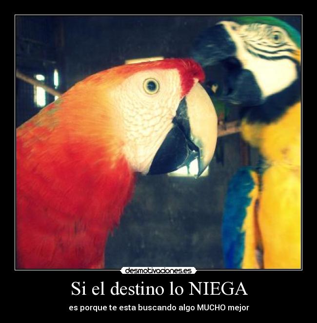 carteles destino loros desmotivaciones