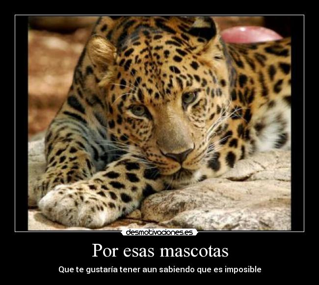 Por esas mascotas - Que te gustaría tener aun sabiendo que es imposible