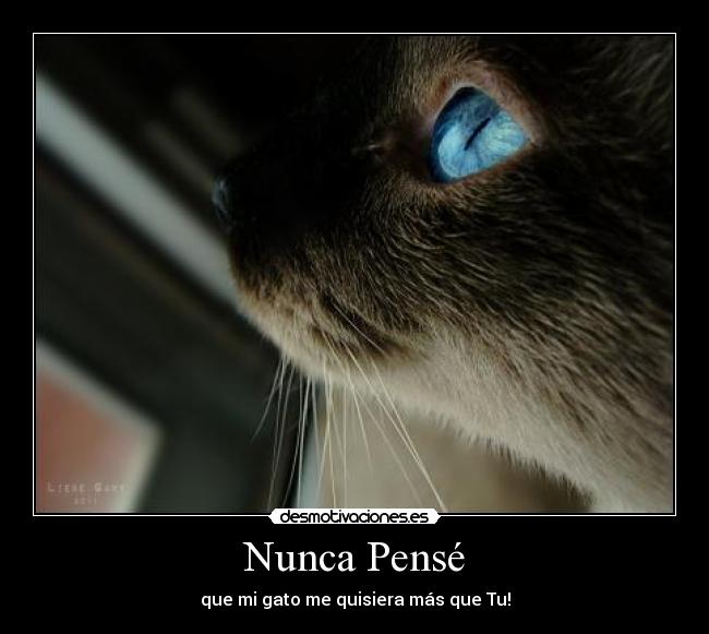 Nunca Pensé - que mi gato me quisiera más que Tu!