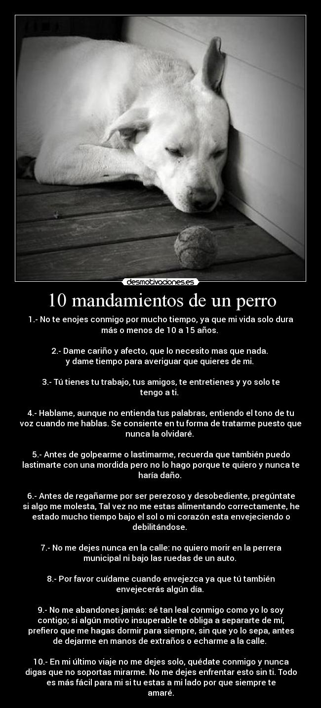 10 mandamientos de un perro - 1.- No te enojes conmigo por mucho tiempo, ya que mi vida solo dura
más o menos de 10 a 15 años. 

2.- Dame cariño y afecto, que lo necesito mas que nada. 
y dame tiempo para averiguar que quieres de mi. 

3.- Tú tienes tu trabajo, tus amigos, te entretienes y yo solo te
tengo a ti. 

4.- Hablame, aunque no entienda tus palabras, entiendo el tono de tu
voz cuando me hablas. Se consiente en tu forma de tratarme puesto que
nunca la olvidaré. 

5.- Antes de golpearme o lastimarme, recuerda que también puedo
lastimarte con una mordida pero no lo hago porque te quiero y nunca te
haría daño. 

6.- Antes de regañarme por ser perezoso y desobediente, pregúntate
si algo me molesta, Tal vez no me estas alimentando correctamente, he
estado mucho tiempo bajo el sol o mi corazón esta envejeciendo o
debilitándose. 

7.- No me dejes nunca en la calle: no quiero morir en la perrera
municipal ni bajo las ruedas de un auto. 

8.- Por favor cuídame cuando envejezca ya que tú también
envejecerás algún día. 

9.- No me abandones jamás: sé tan leal conmigo como yo lo soy
contigo; si algún motivo insuperable te obliga a separarte de mí,
prefiero que me hagas dormir para siempre, sin que yo lo sepa, antes
de dejarme en manos de extraños o echarme a la calle. 

10.- En mi último viaje no me dejes solo, quédate conmigo y nunca
digas que no soportas mirarme. No me dejes enfrentar esto sin ti. Todo
es más fácil para mi si tu estas a mi lado por que siempre te
amaré.