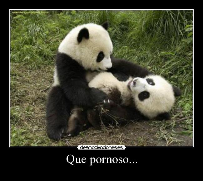 carteles clanalpargatas pornoso oso desmotivaciones