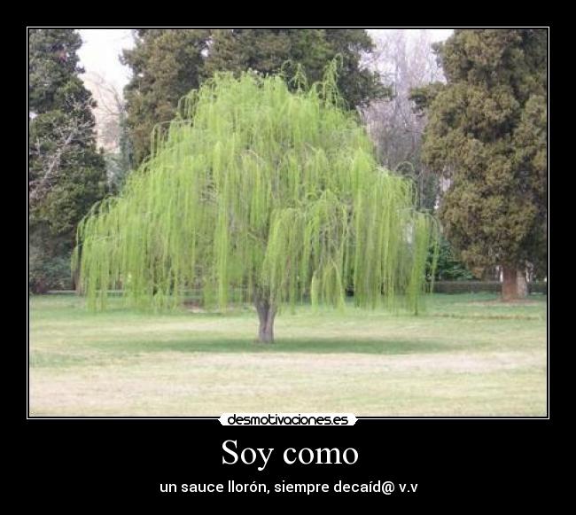 Soy como -