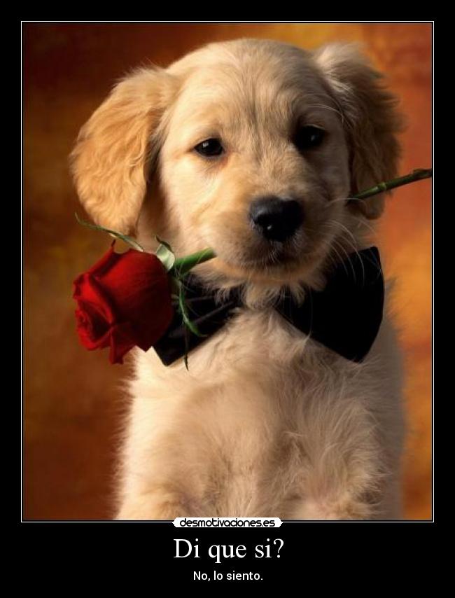 Di que si? - No, lo siento.