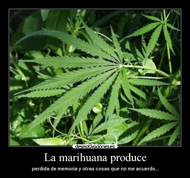La marihuana produce - perdida de memoria y otras cosas que no me acuerdo...