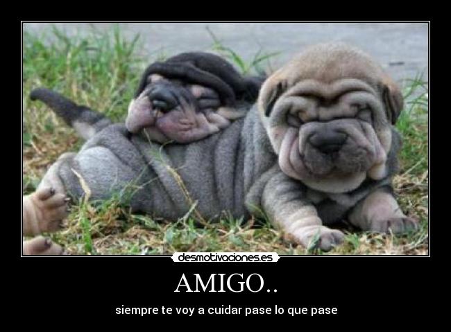 AMIGO.. -