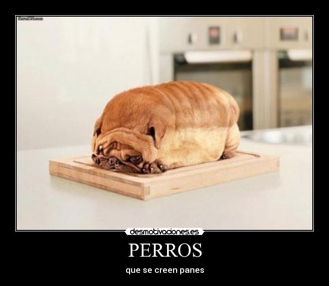 PERROS -