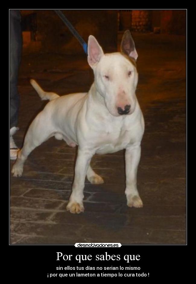 Por que sabes que - sin ellos tus días no serian lo mismo
¡ por que un lameton a tiempo lo cura todo !