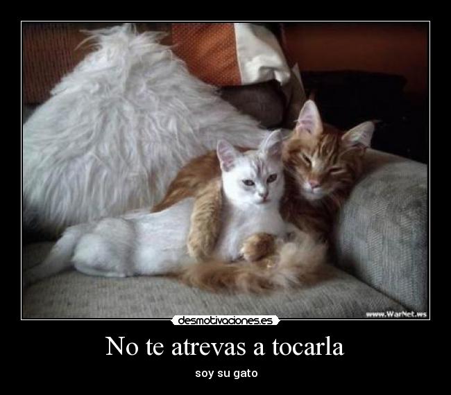 carteles henry ortiz daniela bolano desmotivaciones