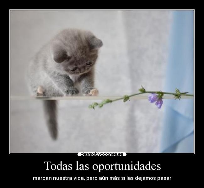 Todas las oportunidades -