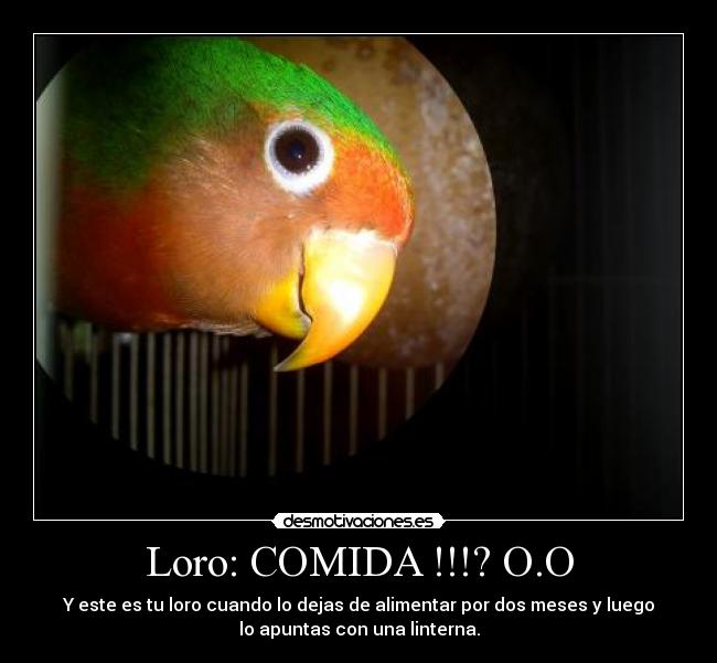 Loro: COMIDA !!!? O.O - 