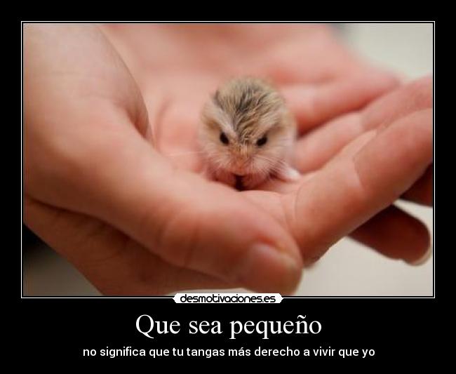 Que sea pequeño - 