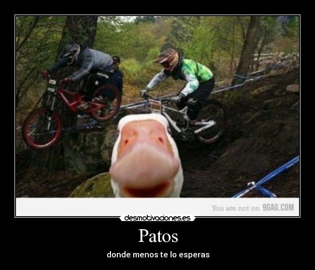 Patos - donde menos te lo esperas