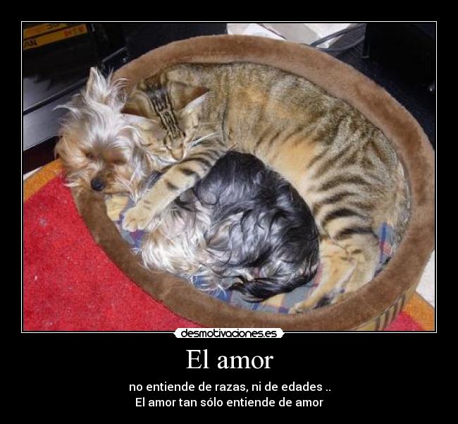 El amor -