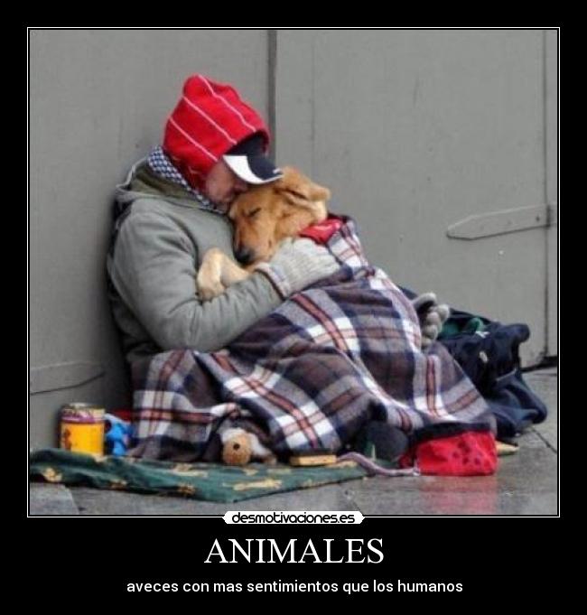ANIMALES - aveces con mas sentimientos que los humanos