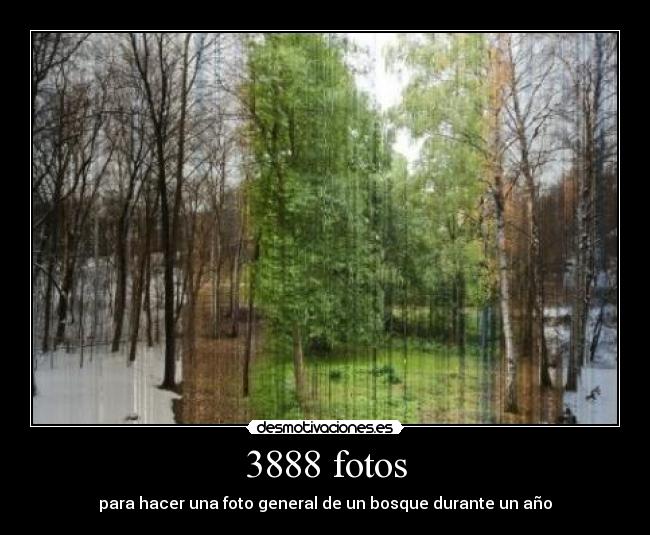 3888 fotos - para hacer una foto general de un bosque durante un año