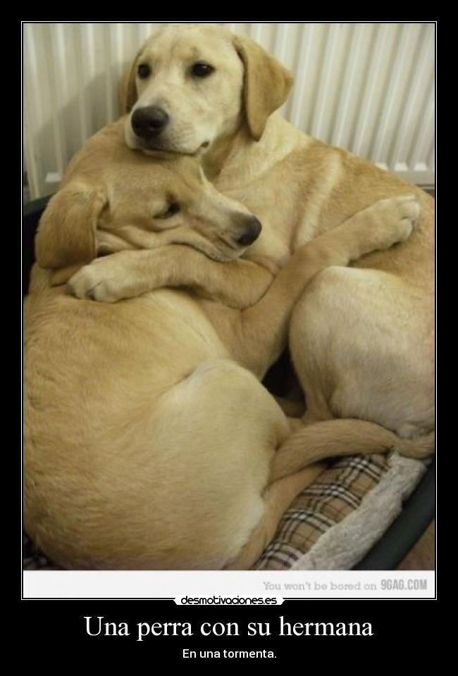 Una perra con su hermana - En una tormenta.