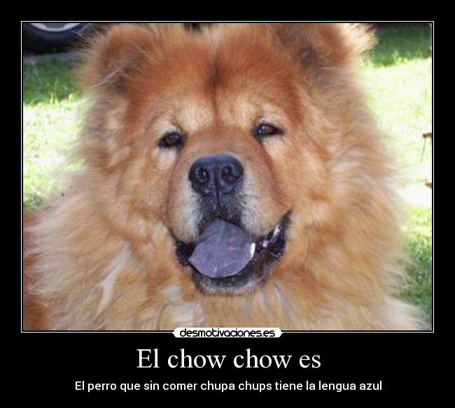carteles chow chow desmotivaciones