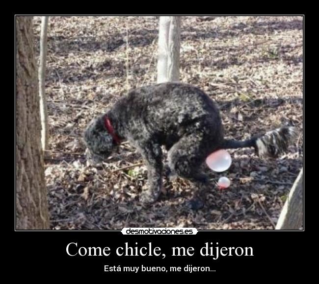 Come chicle, me dijeron - Está muy bueno, me dijeron...