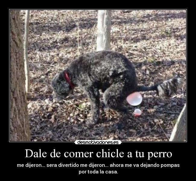 Dale de comer chicle a tu perro - me dijeron... sera divertido me dijeron... ahora me va dejando pompas
por toda la casa.