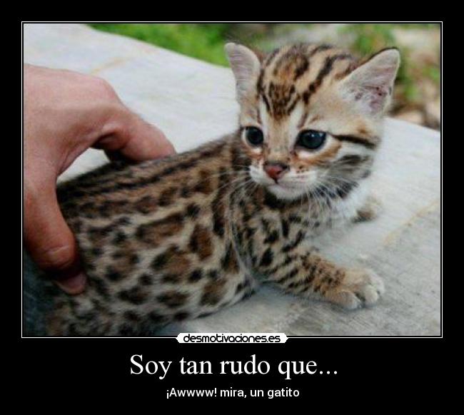 Soy tan rudo que... - ¡Awwww! mira, un gatito