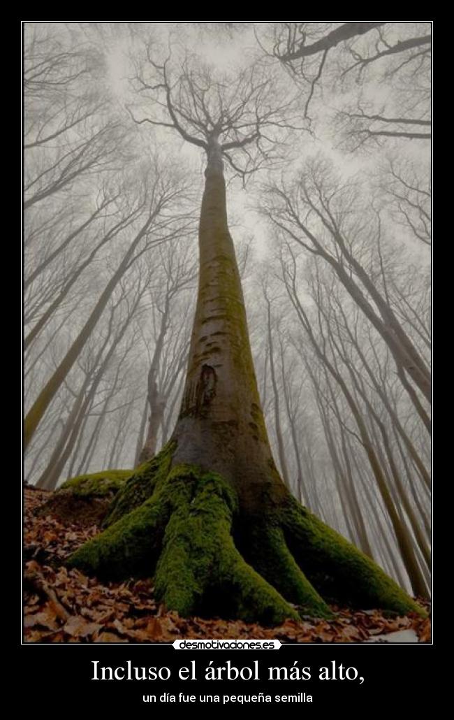 Incluso el árbol más alto, -
