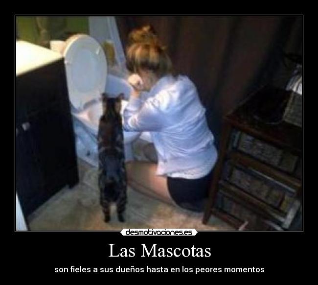 Las Mascotas - 