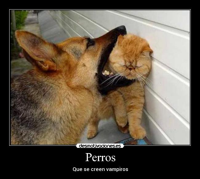 Perros - Que se creen vampiros