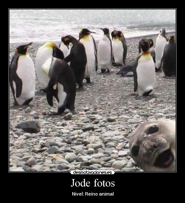 Jode fotos - 