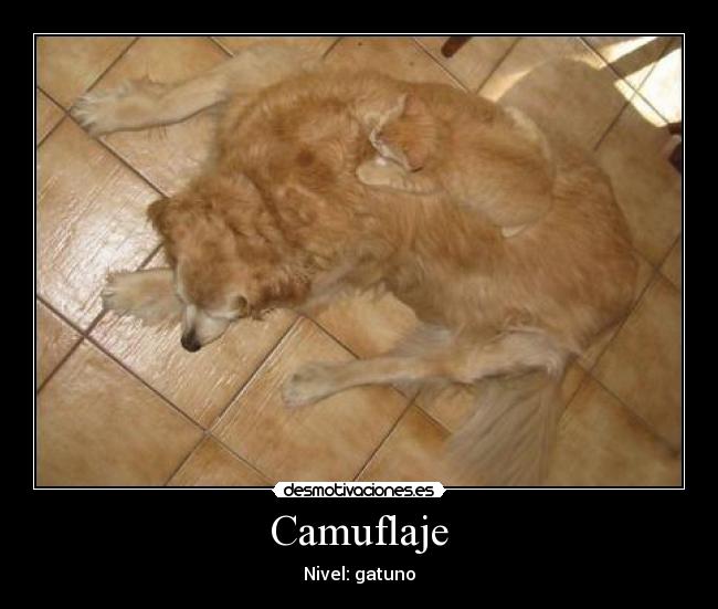 carteles armelio camuflaje nivel gatuno desmotivaciones