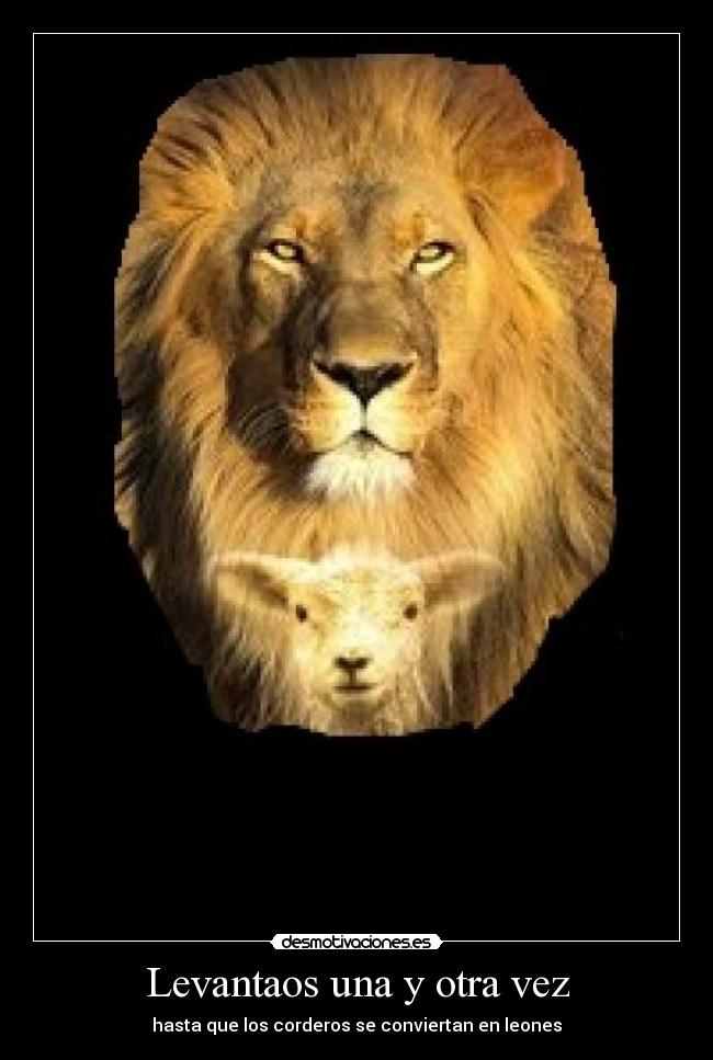 Levantaos una y otra vez - hasta que los corderos se conviertan en leones