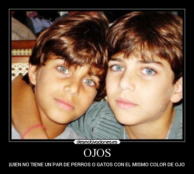OJOS - QUIEN NO TIENE UN PAR DE PERROS O GATOS CON EL MISMO COLOR DE OJOS
