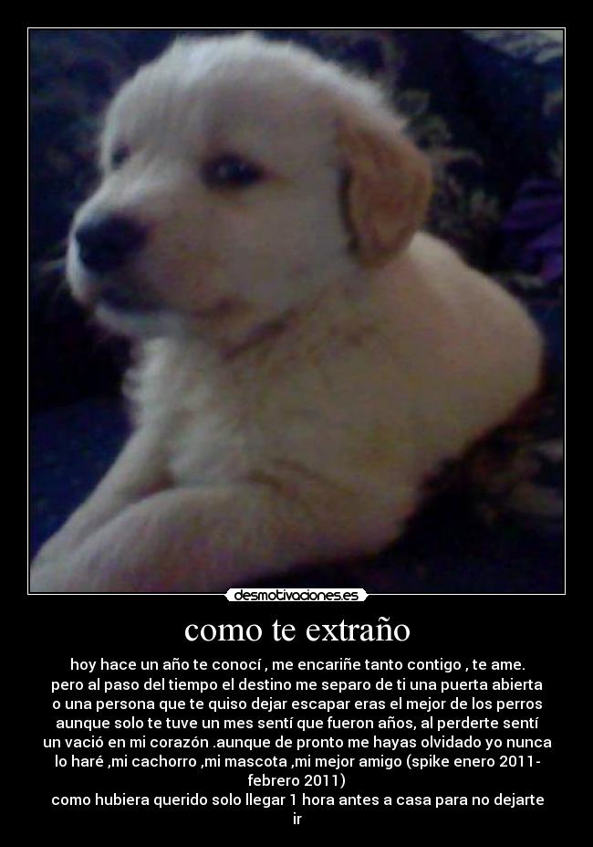 como te extraño - hoy hace un año te conocí , me encariñe tanto contigo , te ame.
pero al paso del tiempo el destino me separo de ti una puerta abierta
o una persona que te quiso dejar escapar eras el mejor de los perros
aunque solo te tuve un mes sentí que fueron años, al perderte sentí
un vació en mi corazón .aunque de pronto me hayas olvidado yo nunca
lo haré ,mi cachorro ,mi mascota ,mi mejor amigo (spike enero 2011-
febrero 2011)
como hubiera querido solo llegar 1 hora antes a casa para no dejarte
ir