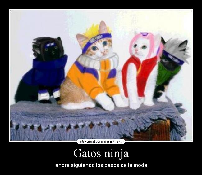 Gatos ninja -