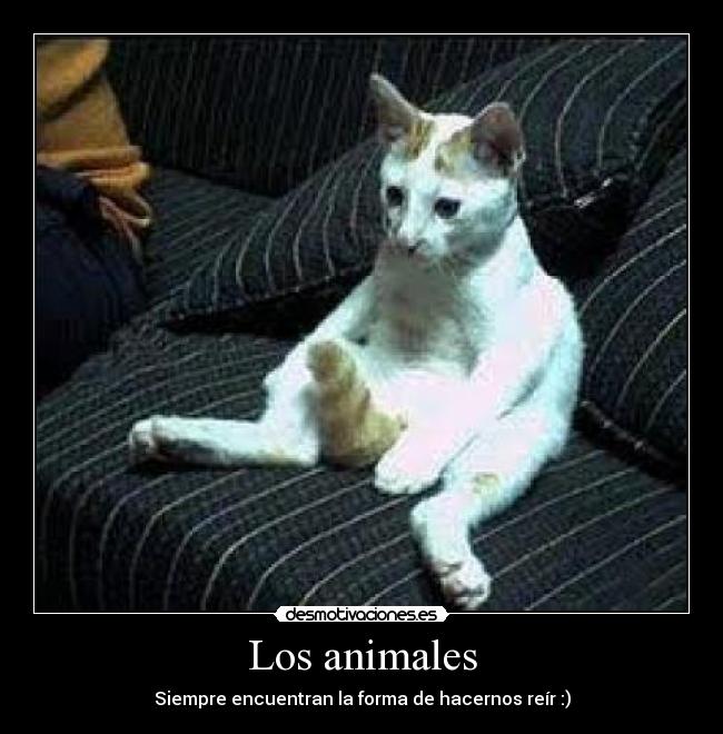 Los animales - 